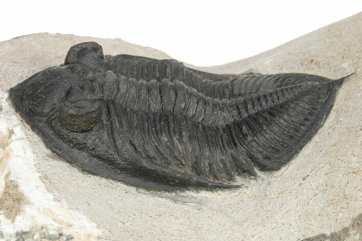 Bargain, Zlichovaspis Trilobite - Atchana, Morocco #229646